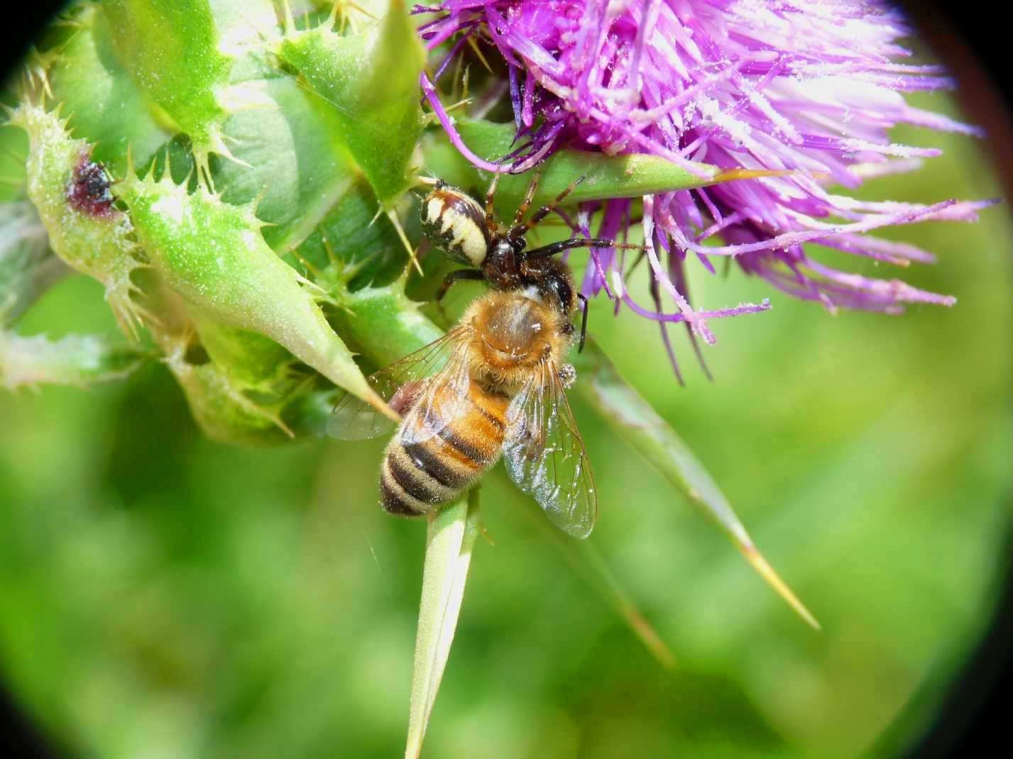 Synema globosum: variazioni sul tema